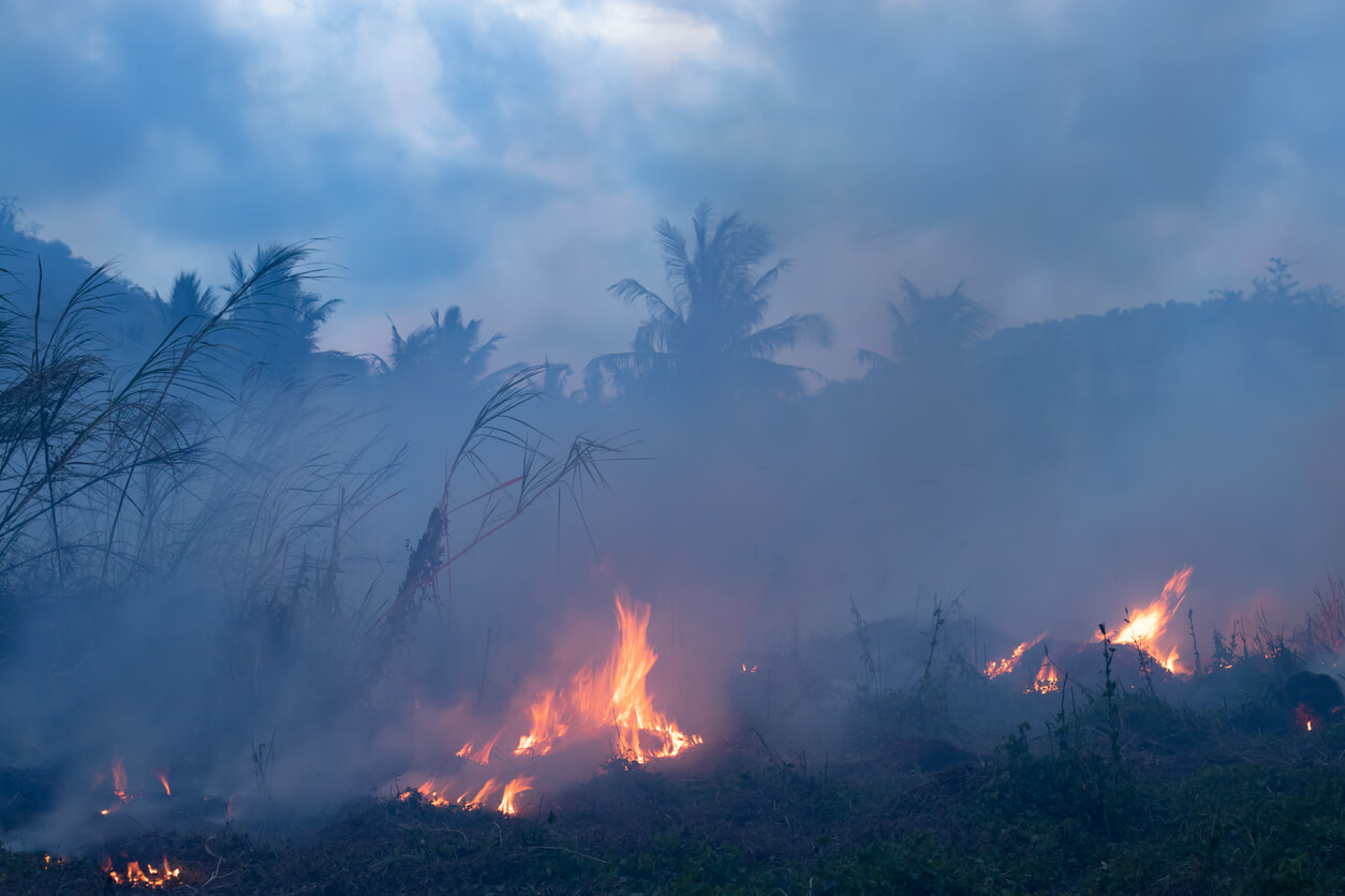 Supporting Maui in its Time of Need: How to Donate Safely