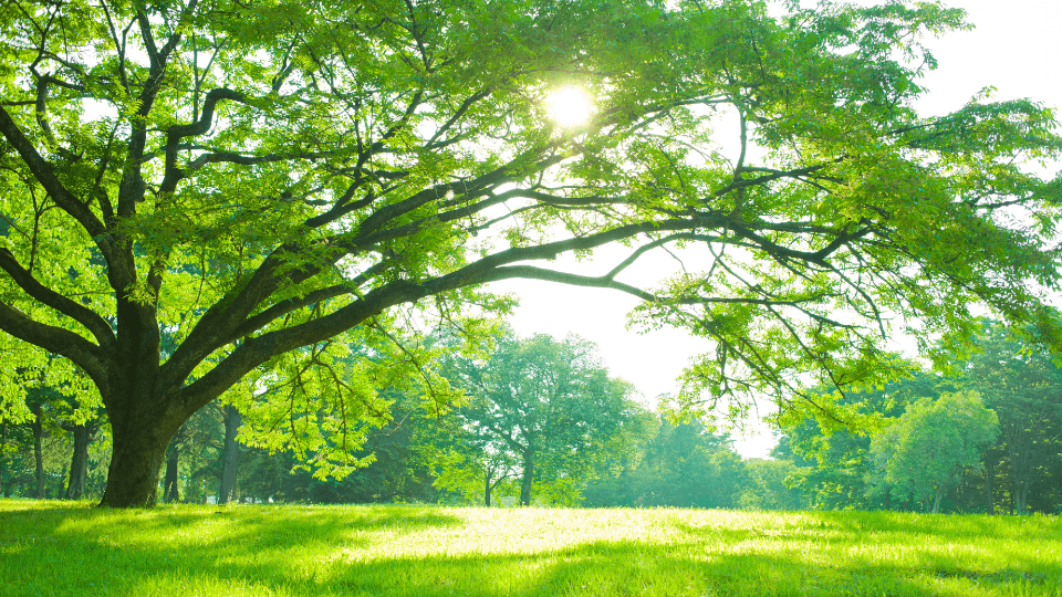 large shade tree depicts community foundation fundamentals