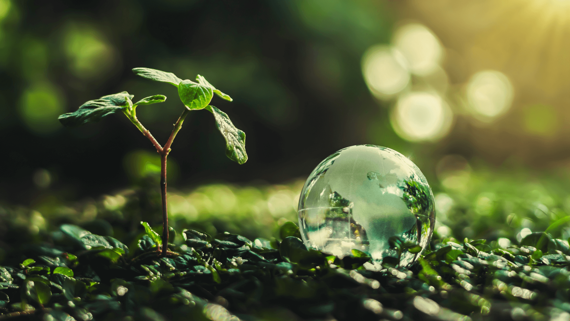 Sustainability is represented by leaves sprouting to the ground with a drop of water with globe lines.